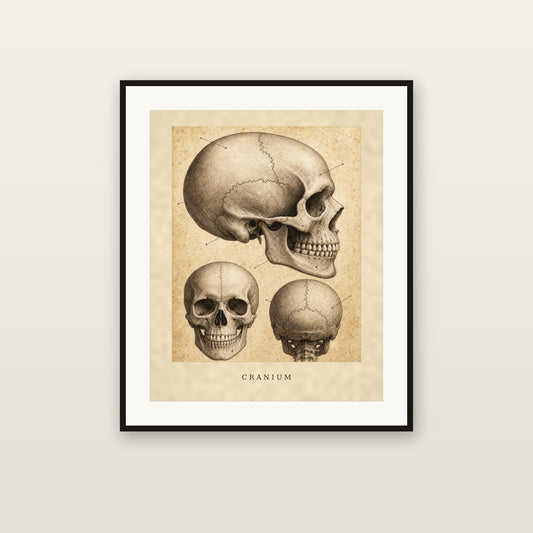 Cranium - framed print mockup