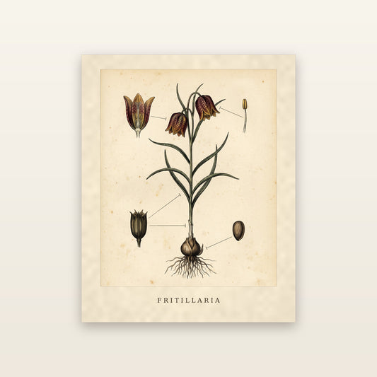 Fritillaria - printable artwork