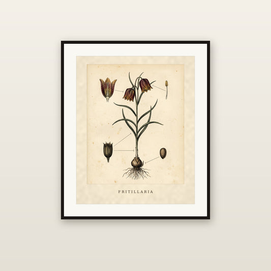 Fritillaria - framed print mockup