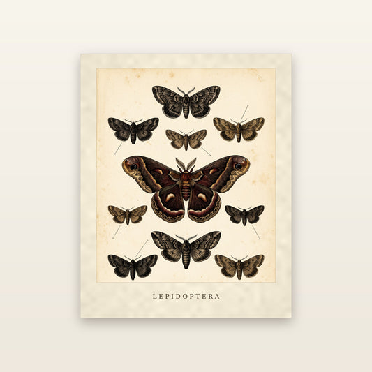Lepidoptera - printable artwork
