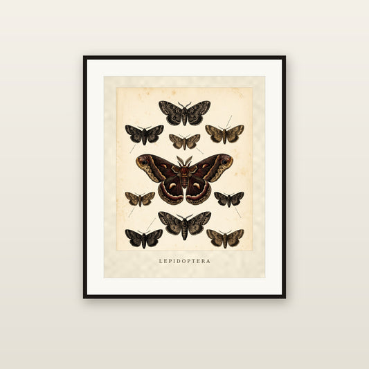 Lepidoptera - framed print mockup